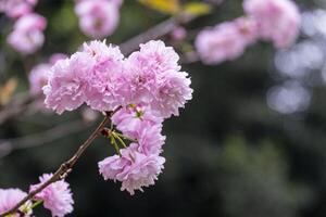 beauty soft sweet pink Japanese cherry blossoms flower or sakura bloomimg on the tree branch. Small fresh buds and many petals layer romantic floral in botany garden. photo