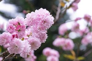 Pink Japanese cherry blossoms flower or sakura bloomimg on the tree branch. Small fresh buds and many petals layer romantic flora in botany garden. photo