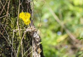 beautiful Ixeris debilis small yellow flowers in natural wild park . fresh herbal floral blossom with green leaves soft petal in tropical plant photo