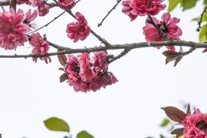 Pink and red fresh chinese plum beauty flower similar sakura bloomimg on the tree branch. Small fresh bouquet buds and many petals layer romantic floral isolated on white background. photo