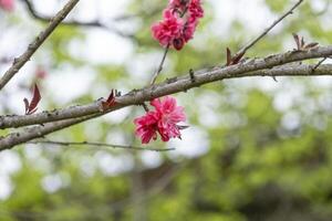 Pink and red fresh chinese plum beauty flower similar sakura bloomimg on the tree branch. Small fresh buds and many petals layer romantic floral in natural park photo