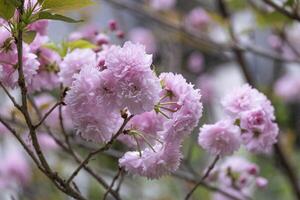 beautiful sweet pink Japanese cherry blossoms flower or sakura bloomimg on the tree branch. Small fresh buds and many petals layer romantic flora in botany garden. photo