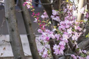 beautiful pink Japanese cherry blossoms flower or sakura bloomimg on the tree branch. Small fresh buds and many petals layer romantic flora in botany garden. photo