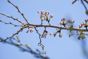 grupo de suave rosado japonés Cereza flores flor o sakura Bloomimg en el árbol rama. pequeño Fresco brotes y muchos pétalos capa romántico flora en botánica jardín. foto