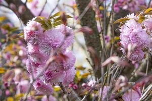 selective focus beautiful soft sweet pink Japanese cherry blossoms flower or sakura bloomimg on the tree branch. Small fresh buds and many petals layer romantic flora in botany garden. photo