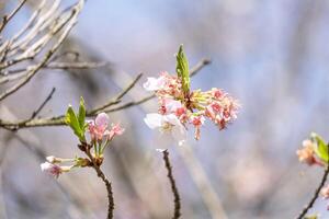 suave rosado y marchito japonés Cereza flores flor o sakura Bloomimg en el árbol rama. pequeño Fresco brotes y muchos pétalos capa romántico flora en botánica jardín. foto