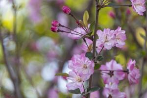 beautiful group of sweet pink Japanese cherry blossoms flower or sakura bloomimg on the tree branch. Small fresh buds and many petals layer romantic flora in botany garden. photo