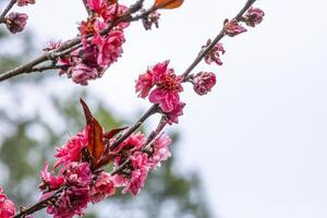 Pink and red fresh chinese plum beautiful flower similar sakura bloomimg on the tree branch. Small fresh bouquet buds and many petals layer romantic floral isolated on white background. photo