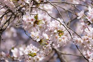 Pink floral Japanese cherry blossoms flower or sakura bloomimg on the tree branch. Small fresh buds and many petals layer romantic flora in botany garden. photo