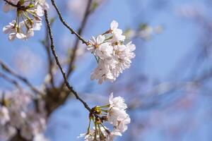 soft pink beautiful Japanese cherry blossoms flower or sakura bloomimg on the tree branch. Small fresh buds and many petals layer romantic flora in botany garden. photo