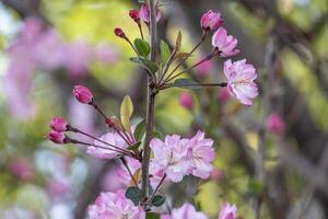 Soft and sweet pink Japanese cherry blossoms flower or sakura bloomimg on the tree branch. Small fresh buds and many petals layer romantic flora in botany garden. photo