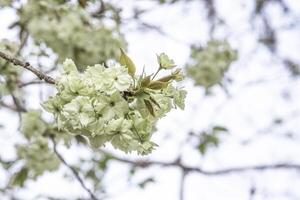 white Japanese cherry blossoms flower or sakura bloomimg on the tree branch. Small fresh buds and many petals layer romantic flora in botany garden. photo