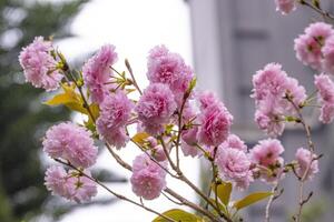 group bouquet of beautiful soft sweet pink Japanese cherry blossoms flower or sakura bloomimg on the tree branch. Small fresh buds and many petals layer romantic flora in botany garden. photo
