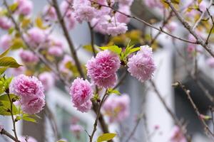 beautiful soft sweet pink Japanese cherry blossoms flower or sakura bloomimg on the tree branch. Small fresh buds and many petals layer romantic flora in botany garden park photo