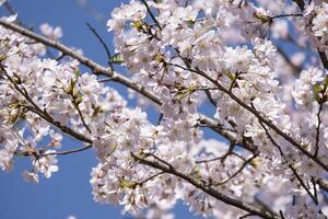 beautiful pink Japanese cherry blossoms flower or sakura bloomimg on the tree branch. Small fresh buds and many petals layer romantic flora in botany garden. isolated on blue sky. photo