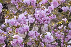 Pink fresh Japanese cherry blossoms beauty flower or sakura bloomimg on the tree branch. Small fresh buds and many petals layer romantic flora in botany garden. photo