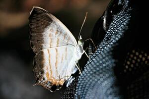 Wild butterflys hold on Camera bag in Forest Pangsrida National Park in Sa Kaeo Province Thailand photo