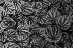 Exotic patterns on leaf surfaces monochrome background photo
