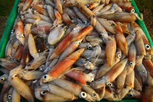 Fresh squid from the boat. Prepare to sell to merchants waiting to buy on the coast. Prachuap Khiri Khan, Thailand photo