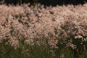 Close up of flowers in autumn of a tall grass species on sunset background photo