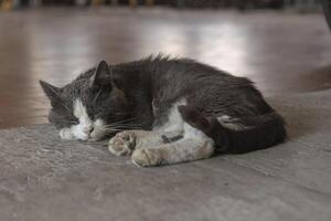 extraviado gato dormido en Clásico piso foto