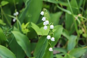 Beautiful spring flowers, white bells of lilies of the valley among green foliage and grass bloom in a green garden. Daylight photo