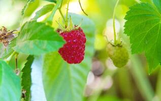 ripe red raspberries hanging on branch in garden with green blurred background photo