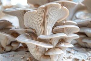 Close-up of oyster mushrooms against the backdrop of a mushroom growing greenhouse. Bouquet of oyster mushrooms. Source of beta glucan. photo