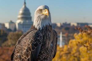 Close-up portrait of a bald eagle, symbol of the United States of America, against the backdrop of the Capitol in Washington DC photo