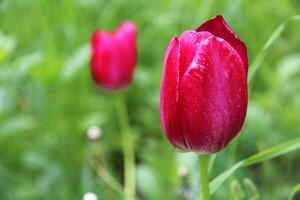 beautiful red tulip in focus in green grass in summer or spring garden. Pink tulip flower bud in greenery photo