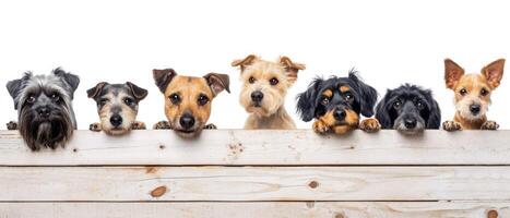 varios razas de perros ojeada fuera desde detrás un de madera cerca. concepto para mascotas, veterinario clínica o nutrición, comida para perros. bandera con espacio para texto foto