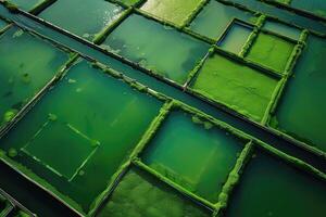 Top view of the rows with the cultivation of ecological alternative biofuel from green algae. Alternative fuel source photo