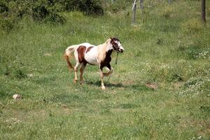 The horse is a domestic equid animal. photo