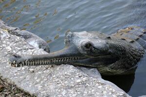 A crocodile lives in a nursery in northern Israel. photo