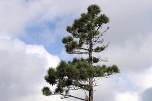 Branch of a tall tree against a background of blue sky. photo