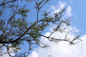 rama de un alto árbol en contra un antecedentes de azul cielo. foto