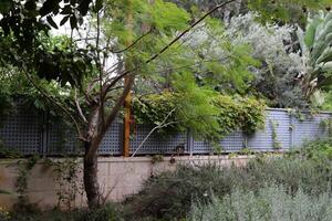 verde plantas y flores crecer a lo largo un cerca en un ciudad parque. foto