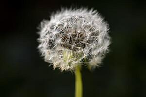 Close Up of Dandelion on Black Background photo