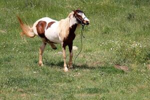 The horse is a domestic equid animal. photo