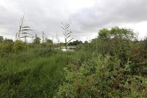 Ein Afek Nature Reserve in northern Israel. Wetland with an abundance of animals and accessible trails photo