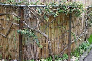 Green plants and flowers grow along a fence in a city park. photo