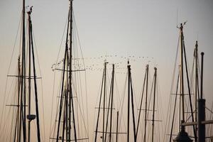 Masts in the port against the blue sky. photo