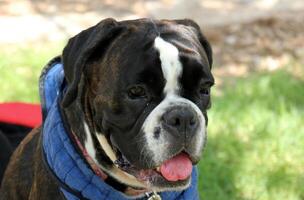 A dog on a walk in a city park. photo