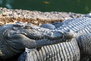 A crocodile lives in a nursery in northern Israel. photo