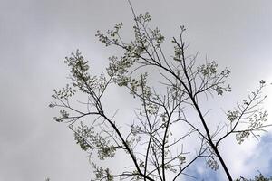 rama de un alto árbol en contra un antecedentes de azul cielo. foto