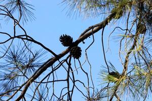 Branch of a tall tree against a background of blue sky. photo