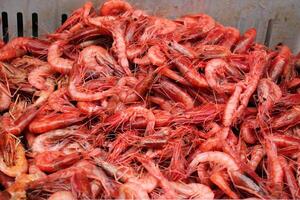 Seafood is sold at a bazaar in Israel. photo