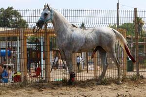 The horse is a domestic equid animal. photo