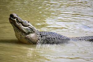 A crocodile lives in a nursery in northern Israel. photo