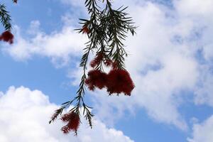 Branch of a tall tree against a background of blue sky. photo